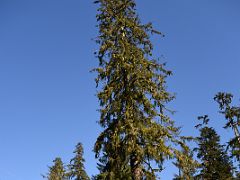 12A Large Tree In The Alaska Rainforest Sanctuary Near Ketchikan Alaska